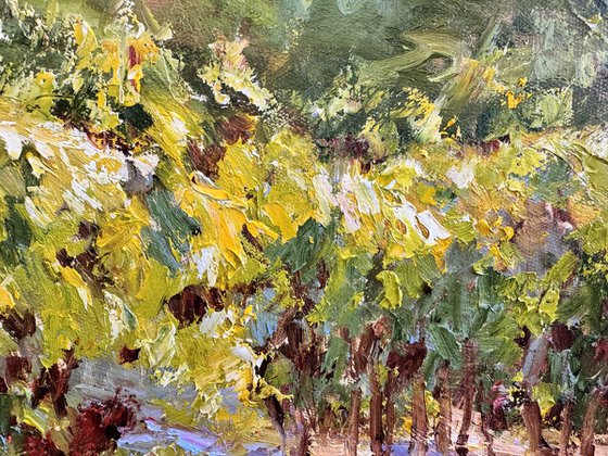 Vignes sous le soleil