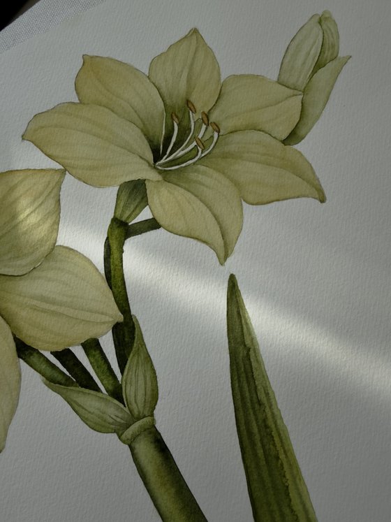 Yellow Amaryllis