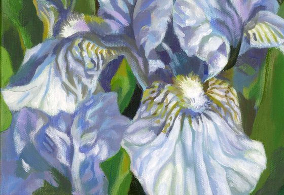 light blue iris