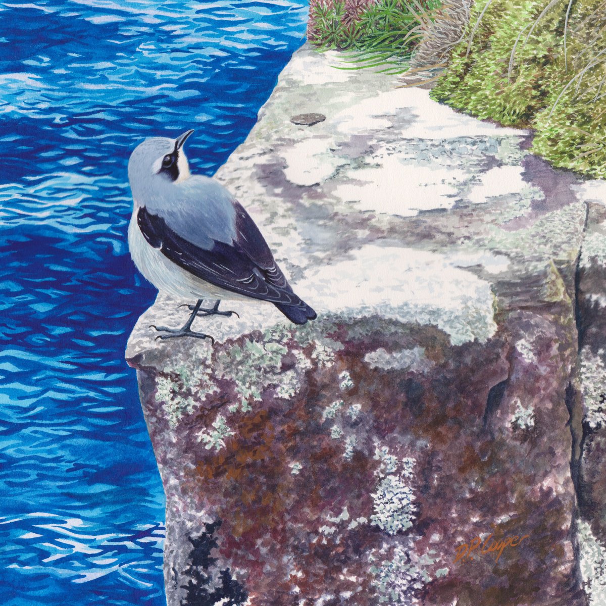 Impressionistic Animal Watercolour By D. P. Cooper, 16 X 16, Wheatear, Original Artwork