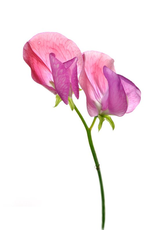 Pink sweet pea