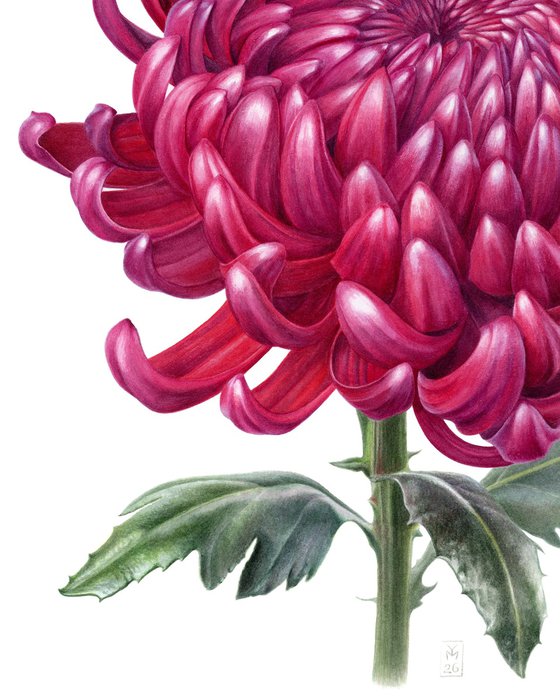 Chrysanthemum