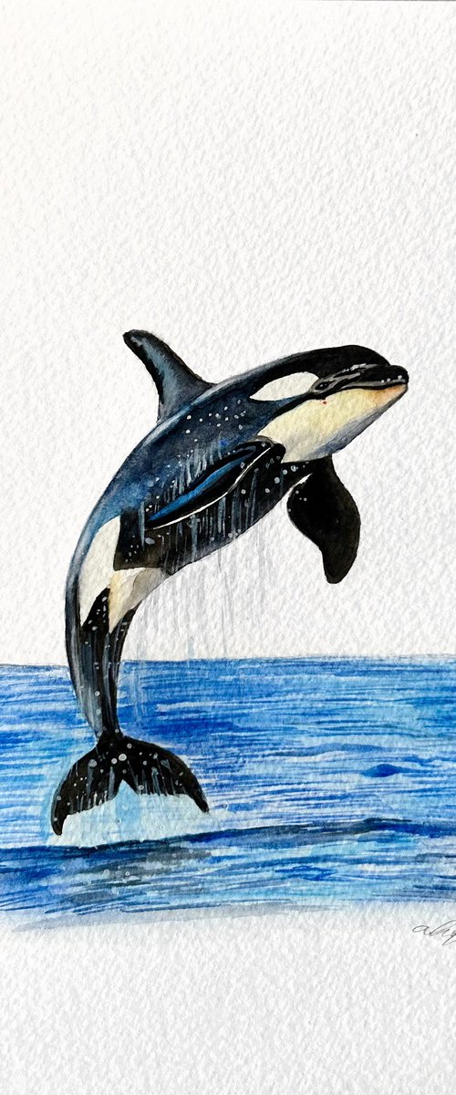 Orca by Amelia Taylor