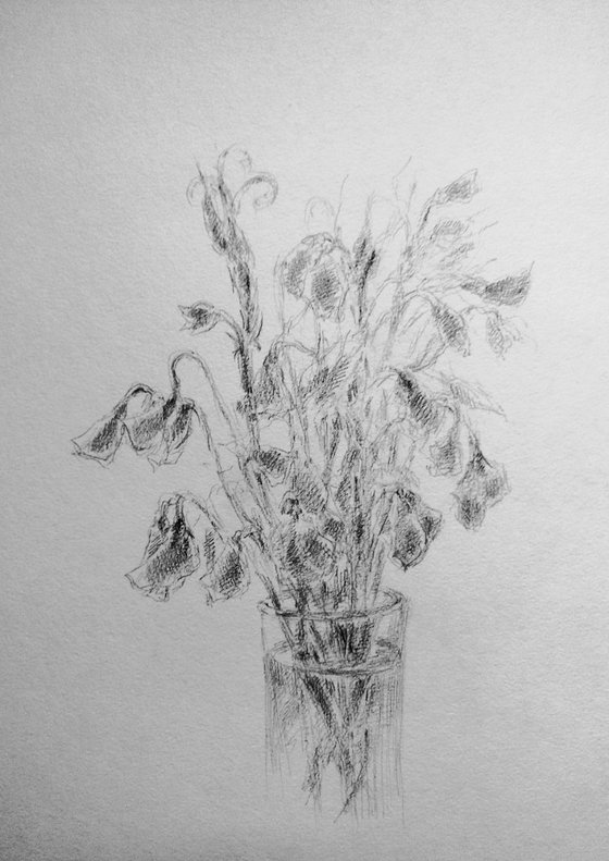 Sweet pea #4 - Still life. Original pencil drawing