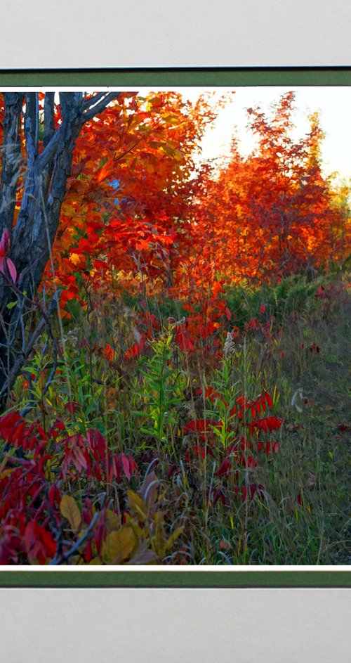 Fall into Autumn. by Robin Clarke