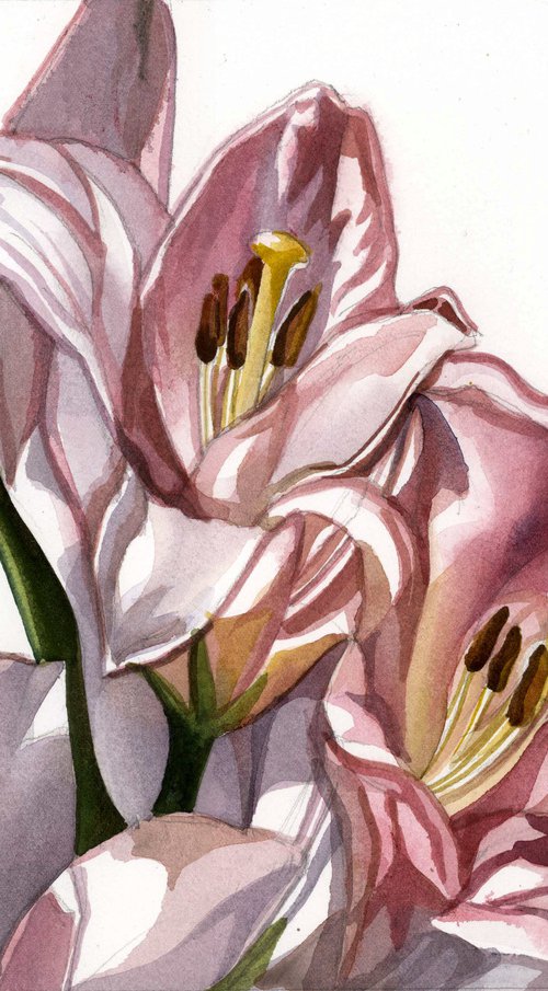 pink lilies watercolor floral by Alfred  Ng