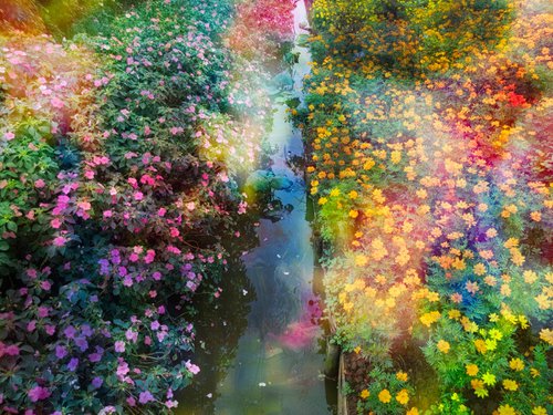 Flower dreams by Viet Ha Tran