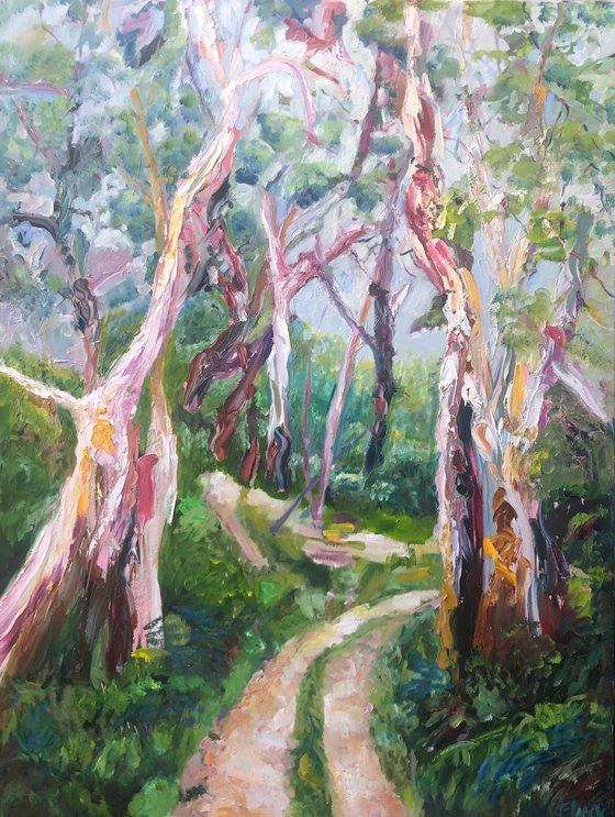 EUCALYPTUS FOREST