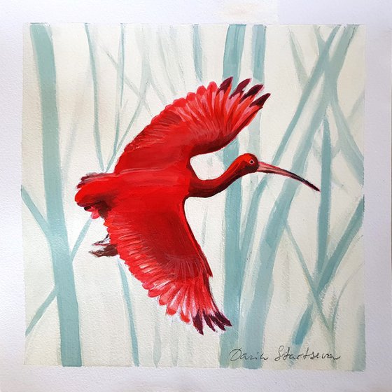 Scarlet Ibis flying