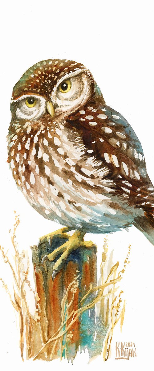 Little owl by Karolina Kijak