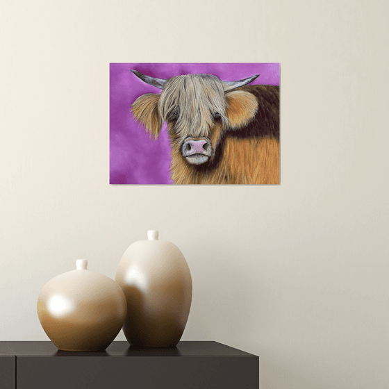 Highland cow