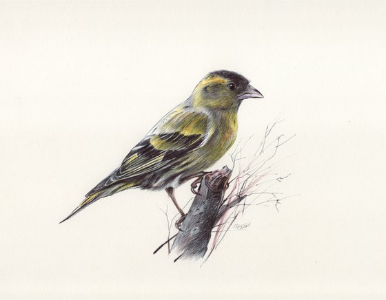 Eurasian Siskin