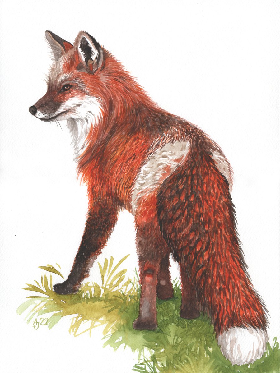 Fox by Jolanta Czarnecka