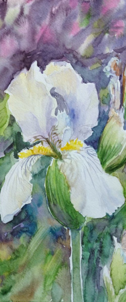 Wild irises by Ann Krasikova