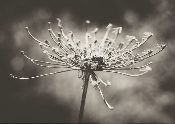 Nature's Decay