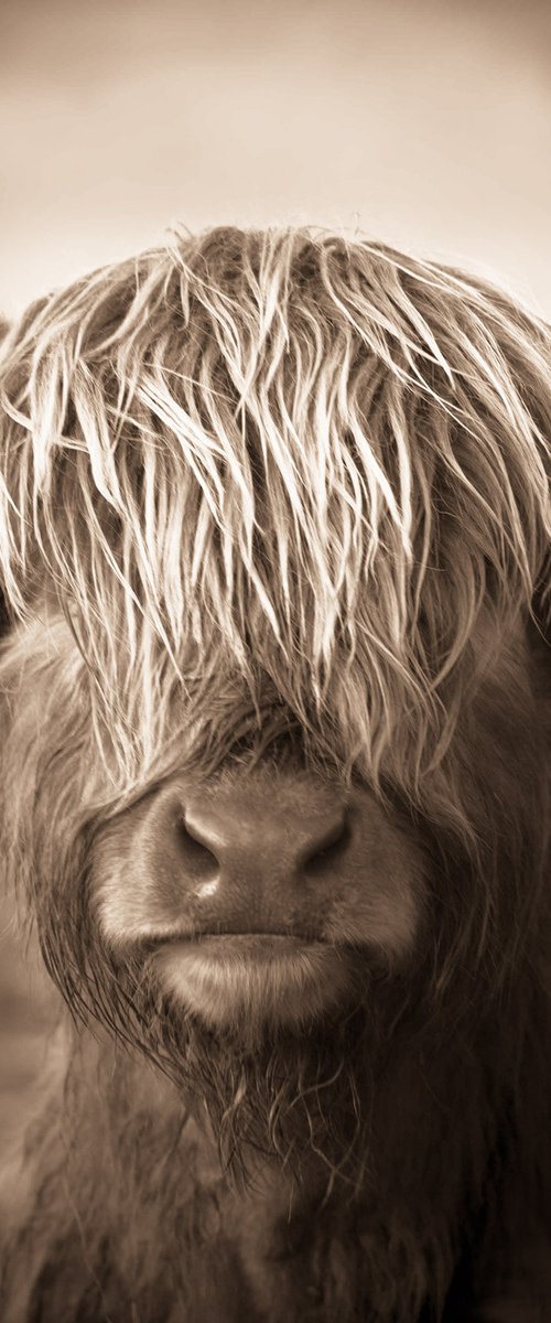 Scottish Highland Cow by Lynne Douglas