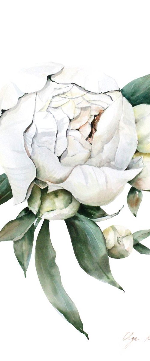 White Peony by Olga Koelsch