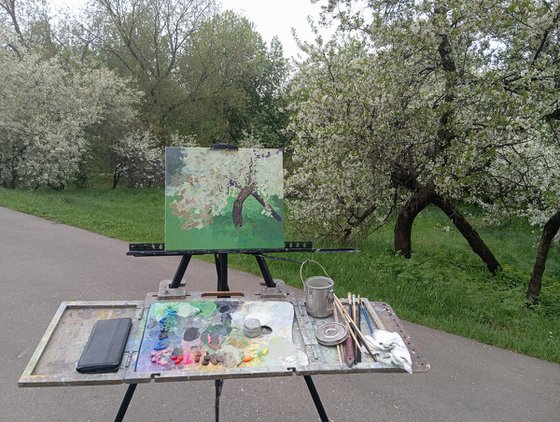 The cherry tree is in bloom