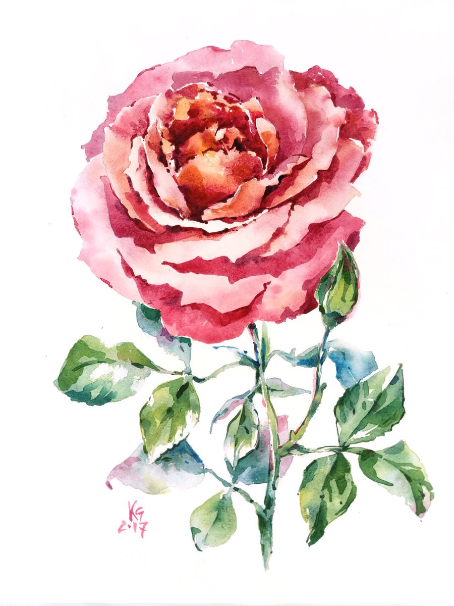 Red rose original watercolor artwork by Ksenia Selianko