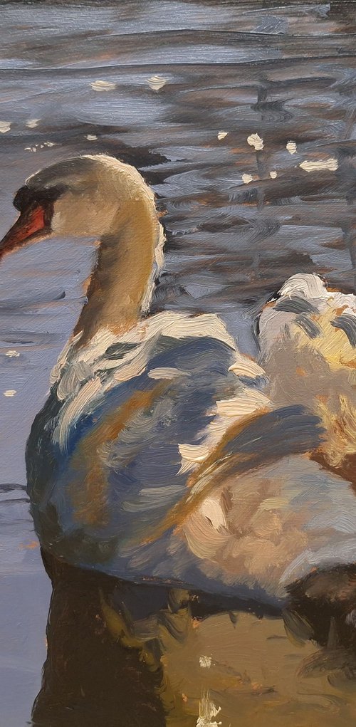 Swan by Robert Mee