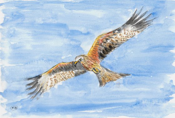 Red Kite Bird