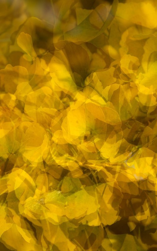 Gingko 3 by Dieter Mach