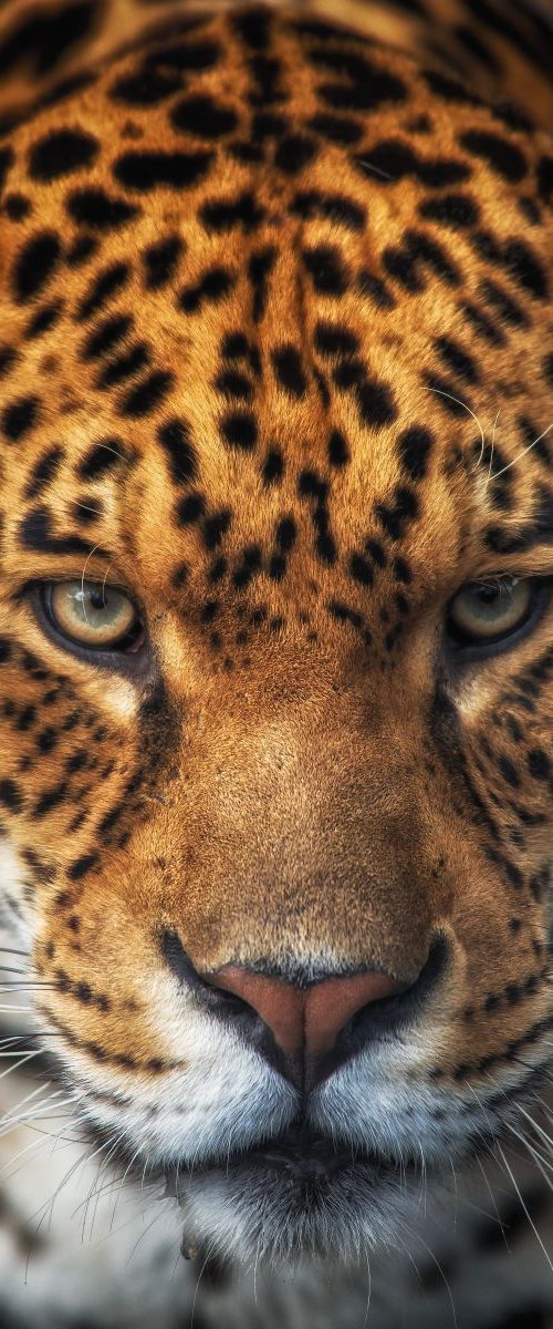 Jaguar by Paul Nash