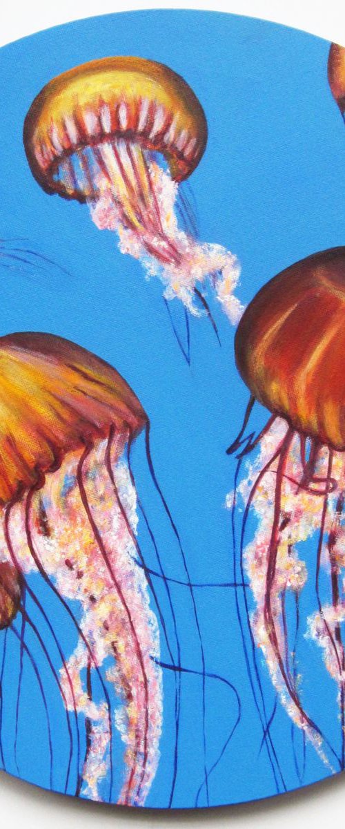 Pacific Sea Nettle Jellyfish by Jacqueline Talbot