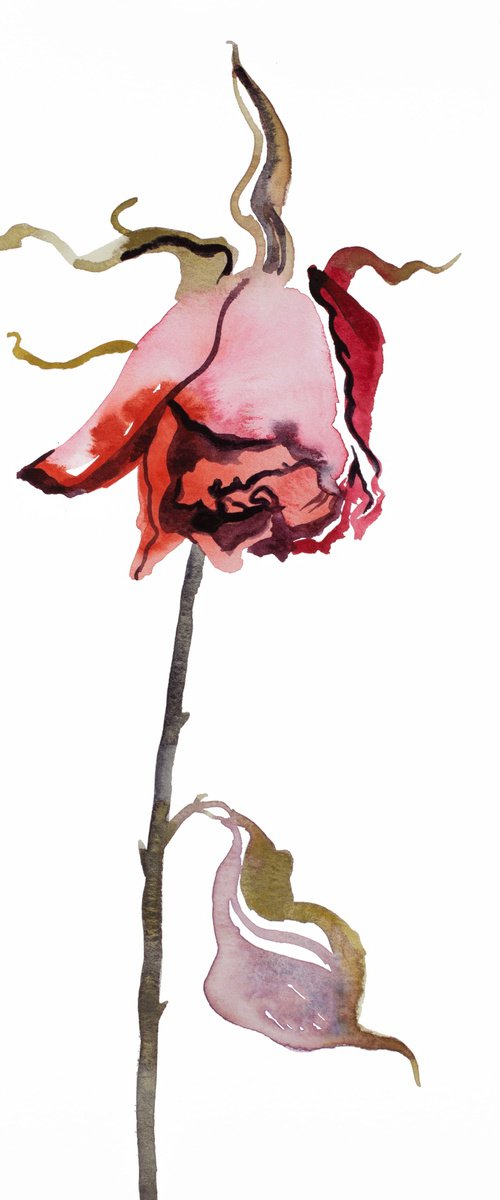 Rose Study No. 45 by Elizabeth Becker