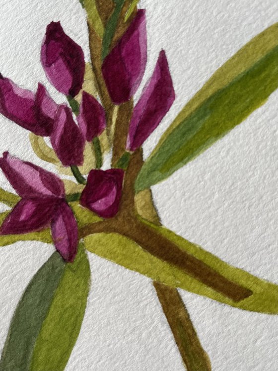 Rhododendron and Yellow Iris