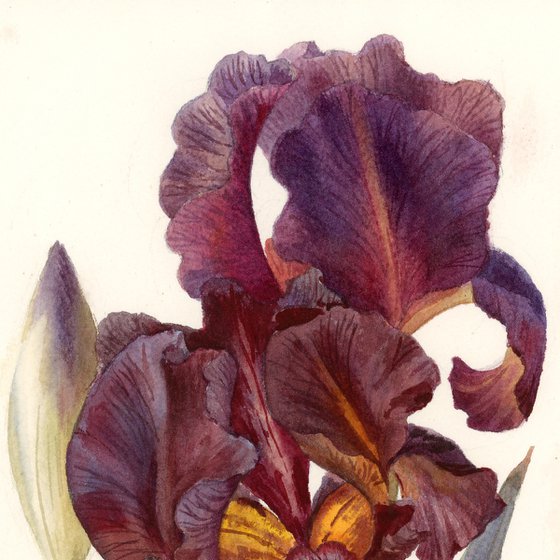 Iris dark burgundy