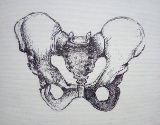 pelvic bone