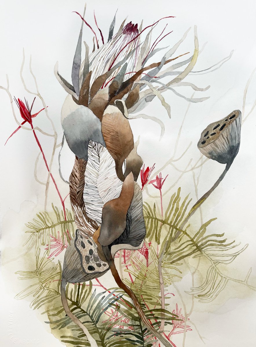 Protea Flower 30x40 cm (2021) botanical art, watercolor painting by Alisa Diakova