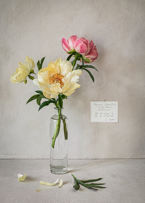 'Choral Charm' Peony