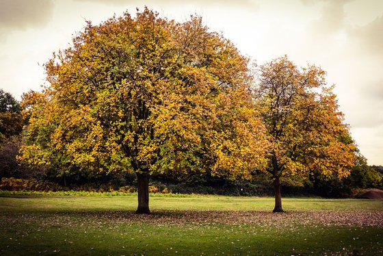 TWO TREES : Richmond  (LIMITED EDITION 1/50) 12" X 8"