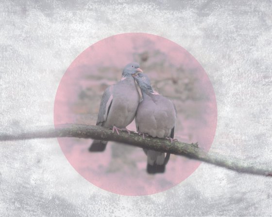 Love Birds 2/3