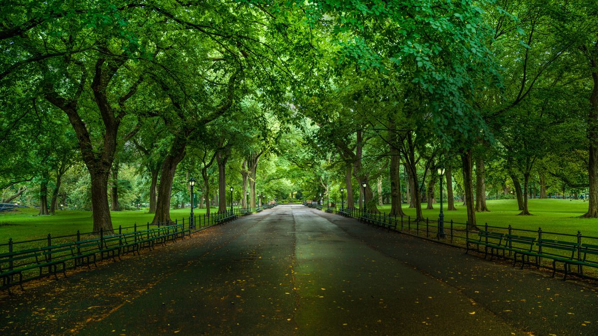 A MORNING IN CENTRAL PARK by Harv Greenberg