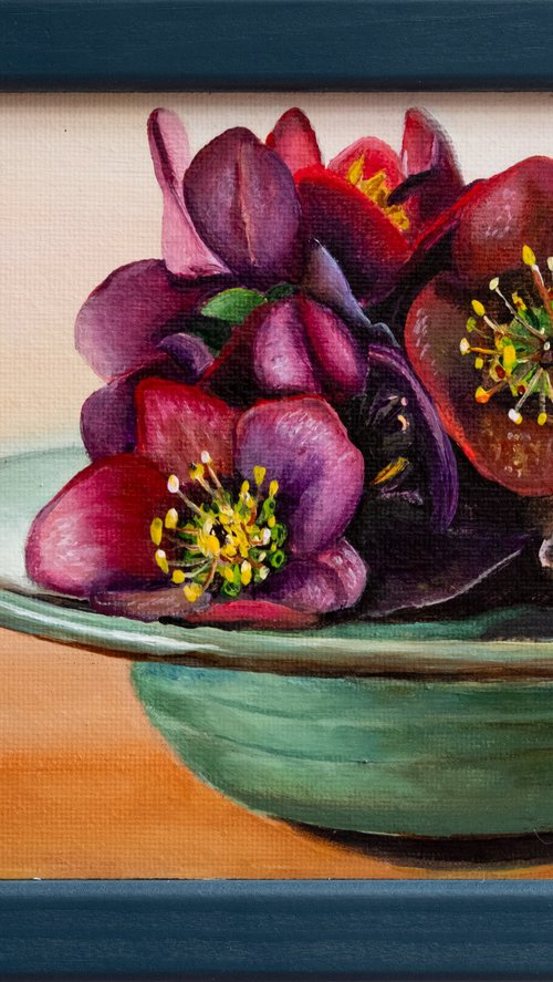 Helleborus by Saskia Huitema