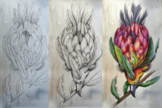 Protea