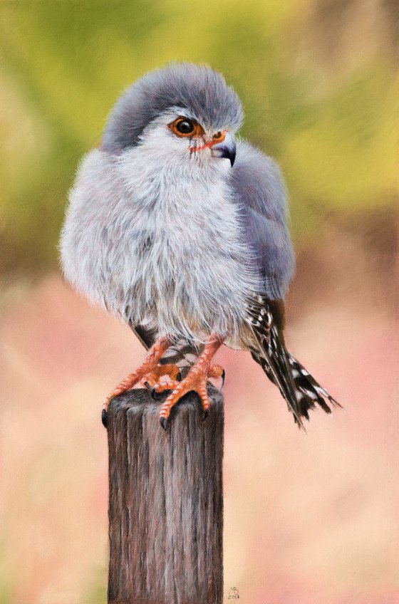 Original pastel drawing "Pygmy falcon"