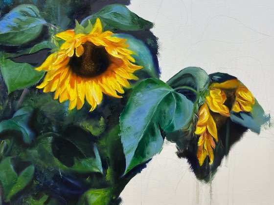 Sunflowers in shadow