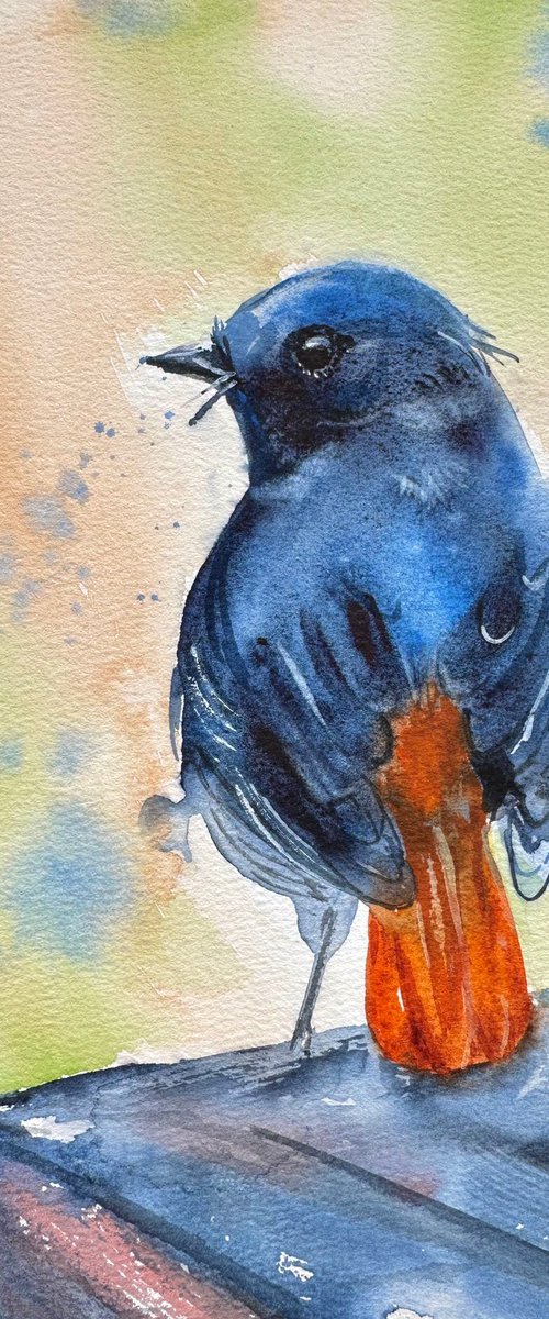 Little Redstart by Alla Semenova