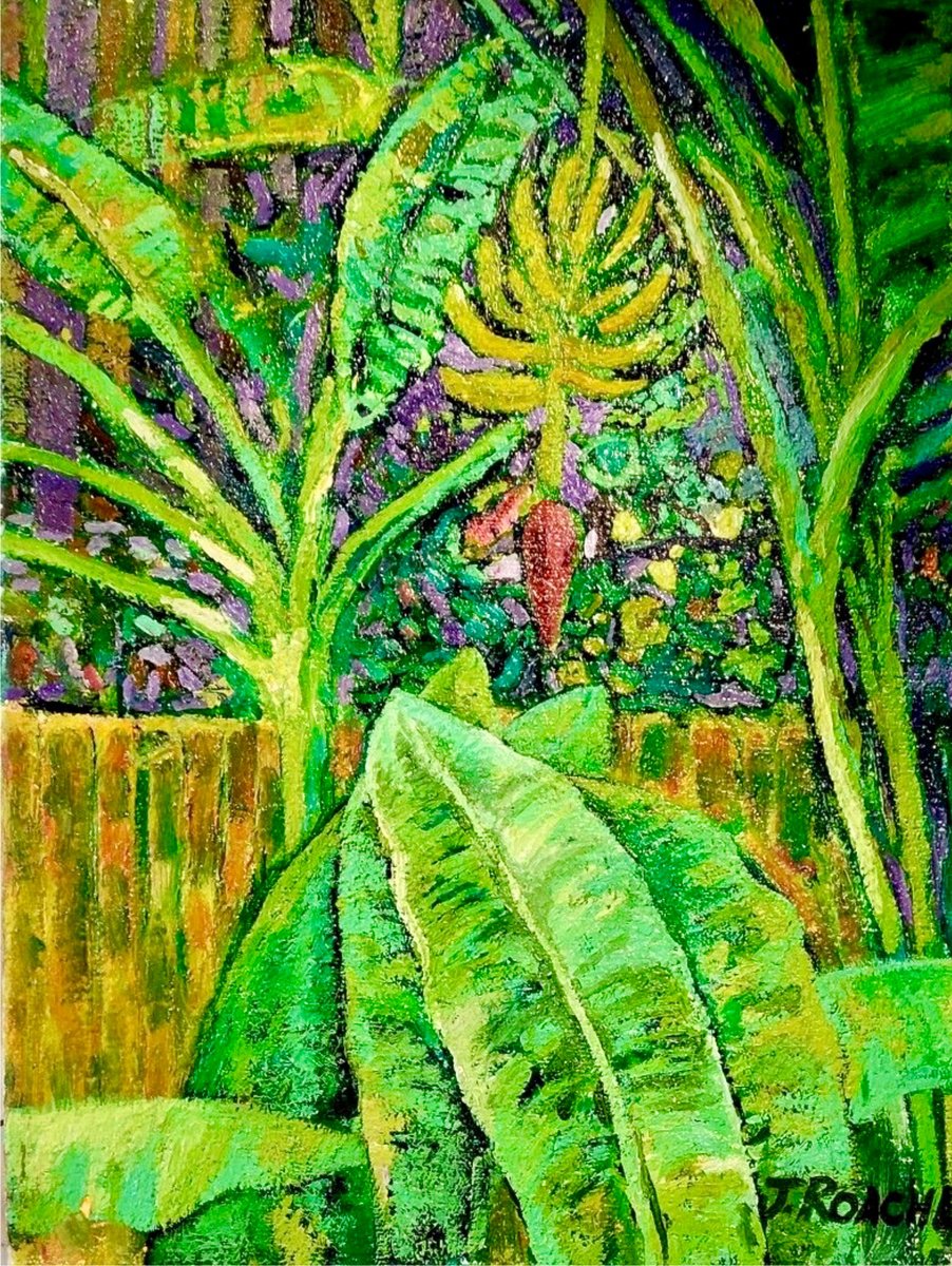 Banana Tree in Backyard by Joseph Roache