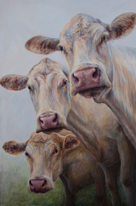 A Trio of Cows