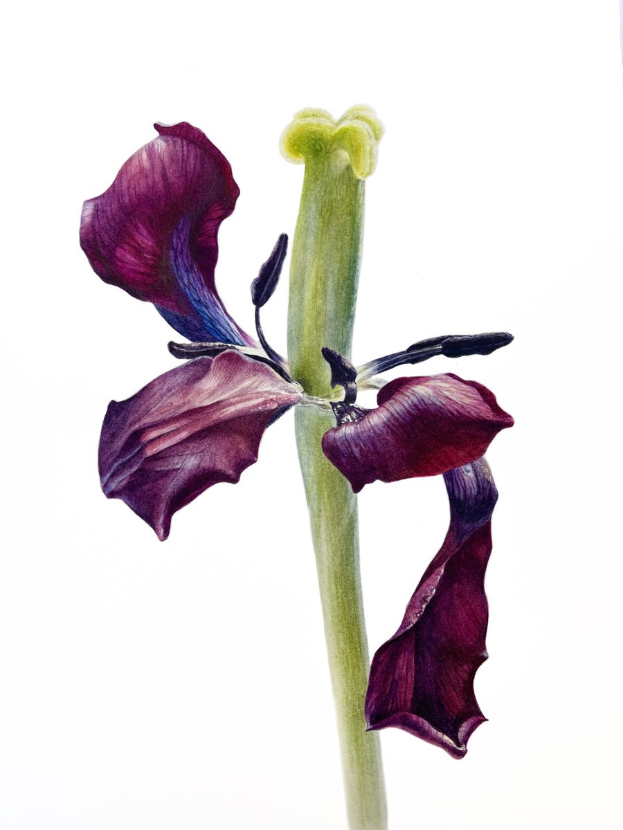FADING DARK TULIP 20x29 cm (2021) original botanical painting by Alisa Diakova