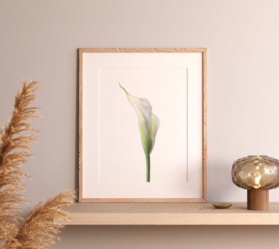 White Calla Lily 2