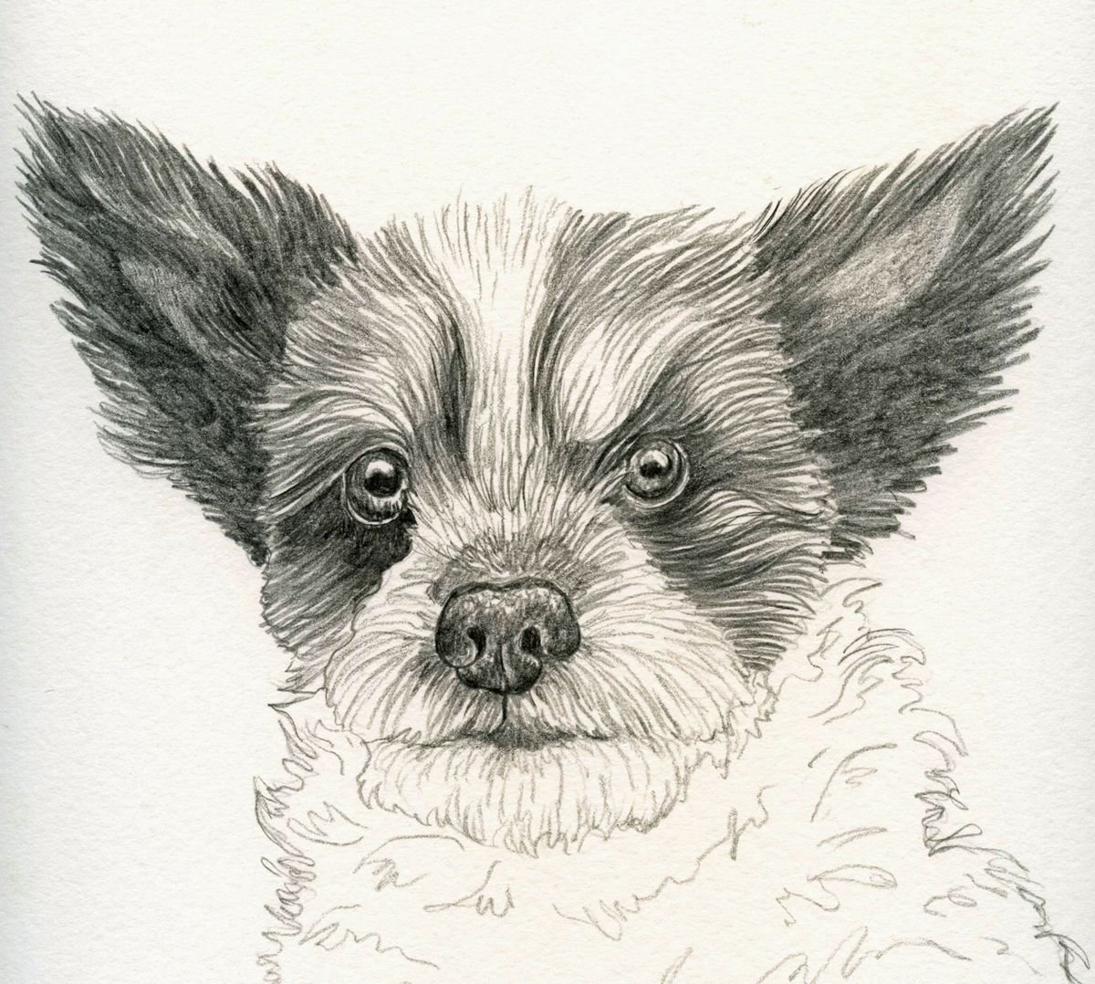 Black and White Terrier Mix Study Dog Art Original Graphite Pencil Drawing 8 x 9 Inches-Ca... by carla smale