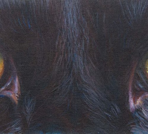 Black cat eyes by Norma Beatriz Zaro