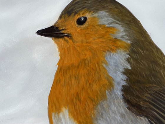 Robin on Snow