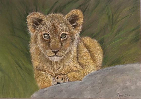 Lion cub